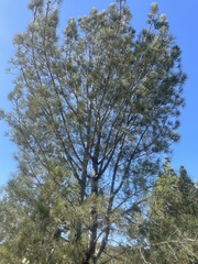 Pinus sabiniana