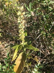 Teucrium