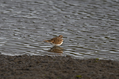 Charadrius vociferus