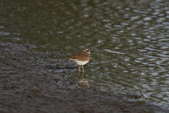 Charadrius vociferus