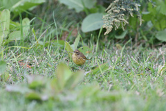 Setophaga palmarum