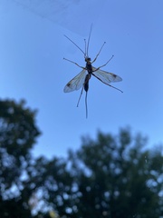 Megarhyssa greenei