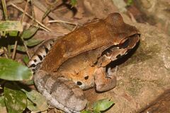 Leptodactylus pentadactylus