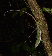 Anolis biporcatus