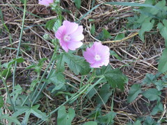 Malva alcea