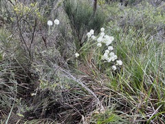 Pimelea longiflora