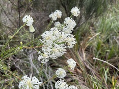 Pimelea longiflora