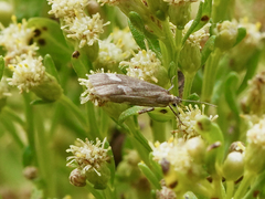 Cisthene liberomacula