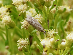 Cisthene liberomacula