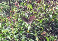 Euploea doubledayi evalida