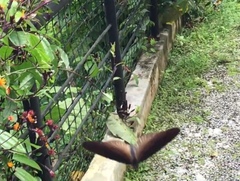 Euploea doubledayi evalida