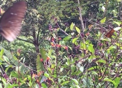 Euploea doubledayi evalida