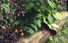 Euploea doubledayi evalida