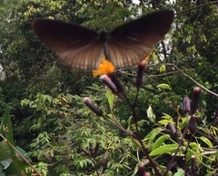 Euploea doubledayi evalida