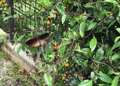 Euploea doubledayi evalida