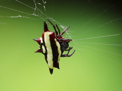 Gasteracantha fornicata