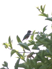 Selasphorus sasin