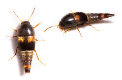 Sepedophilus bipustulatus