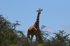 Giraffa camelopardalis reticulata