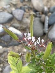 Polanisia dodecandra