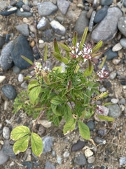 Polanisia dodecandra