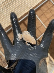 Litoria rubella