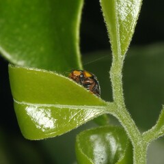Apolinus lividigaster