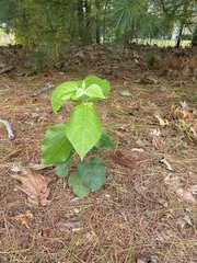 Populus
