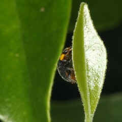 Apolinus lividigaster