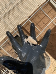 Litoria rubella