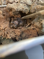 Platyplectrum ornatum