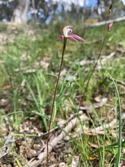 Caladenia moschata