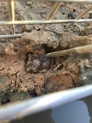 Platyplectrum ornatum