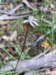 Caladenia moschata