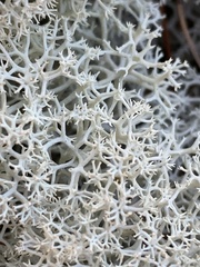 Cladonia stellaris