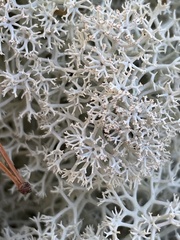 Cladonia stellaris