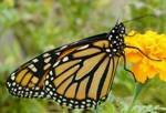 Danaus plexippus