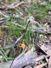 Caladenia moschata