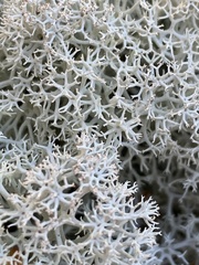 Cladonia stellaris