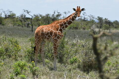 Giraffa camelopardalis reticulata