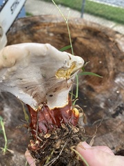 Ganoderma curtisii