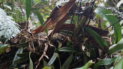 Bulbophyllum affine