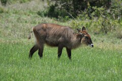 Kobus ellipsiprymnus defassa