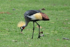 Balearica regulorum