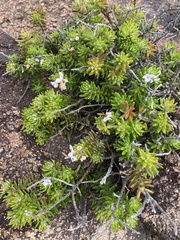 Westringia fruticosa