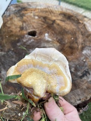 Ganoderma curtisii