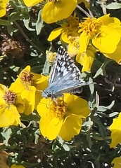 Burnsius communis