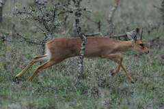 Raphicerus campestris neumanni