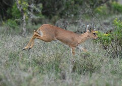 Raphicerus campestris neumanni