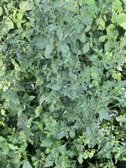 Dicliptera paniculata